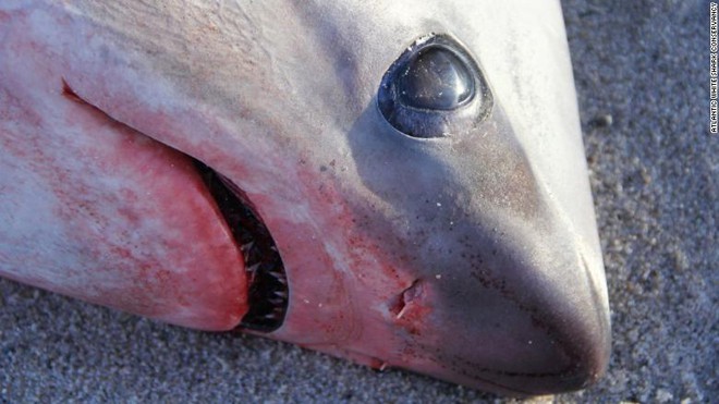 Lạnh kỷ lục ở Mỹ và Canada: Cửa kính nứt toác, cá mập chết vì sốc lạnh  - Ảnh 3.