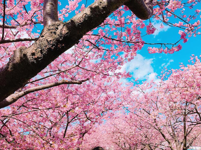 Có một nước Nhật đẹp như photoshop vào mùa hoa anh đào nở - Ảnh 11.