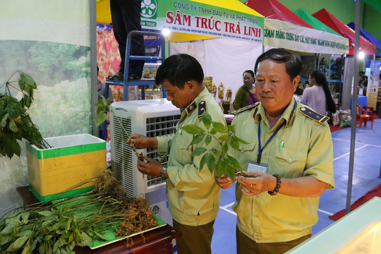 Sâm Ngọc Linh gần 100 triệu/kg vẫn đắt như tôm tươi - Ảnh 11.