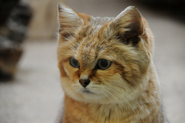 Giống mèo mini mới được ghi hình lần đầu tiên tại sa mạc - Ảnh 12.
