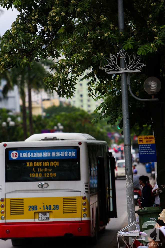  Hà Nội có một mùa hoa giá 0 đồng mà cả phố vương vấn mùi hương - Ảnh 11.