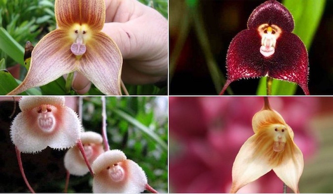 Những loài hoa hình dáng lạ kỳ mang vẻ đẹp khiến nhiều người sững sờ - Ảnh 11.