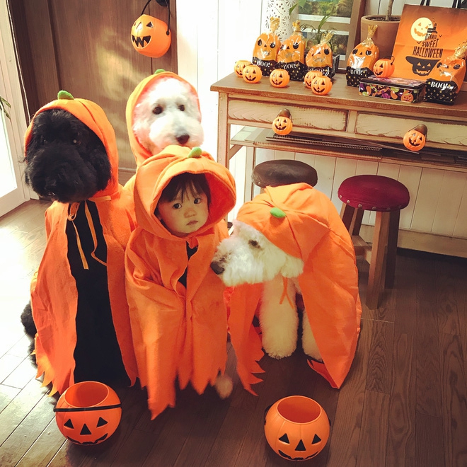 Loạt ảnh hóa trang Halloween hoành tráng nhất mạng xã hội của bé gái Nhật và những người bạn thú cưng - Ảnh 11.