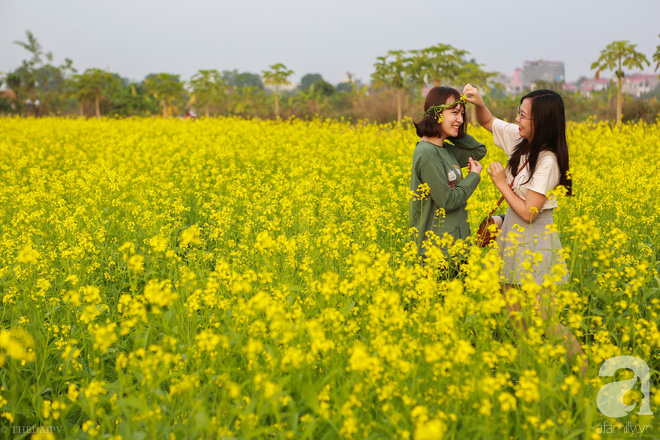  Cúc hoạ mi vừa tàn, Hà Nội đã kịp vào vụ hoa cải vàng đẹp mê mẩn - Ảnh 11.