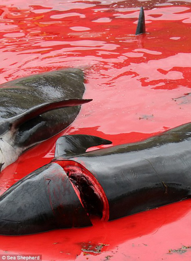 Cả vùng nước chuyển đỏ vì màu: Thảm cảnh hàng ngàn chú cá voi hoa tiêu bị giết hại, xả thịt dã man bên bờ biển - Ảnh 12.