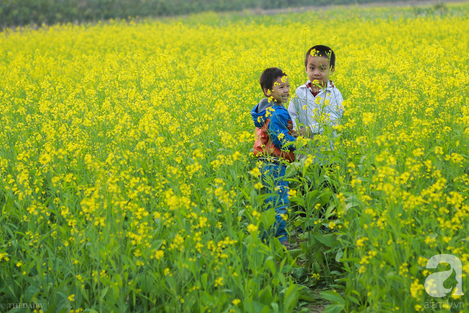  Cúc hoạ mi vừa tàn, Hà Nội đã kịp vào vụ hoa cải vàng đẹp mê mẩn - Ảnh 12.