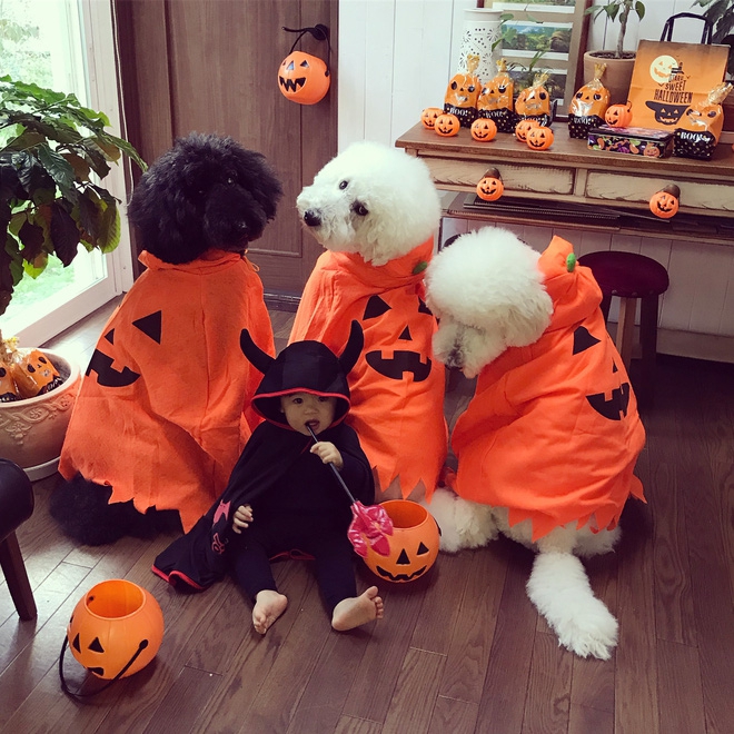 Loạt ảnh hóa trang Halloween hoành tráng nhất mạng xã hội của bé gái Nhật và những người bạn thú cưng - Ảnh 13.