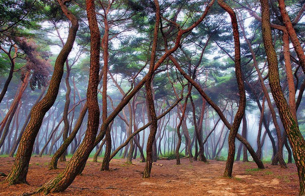 Ngắm 15 khu rừng sở hữu vẻ đẹp đầy ma mị như trong truyện cổ tích - Ảnh 13.