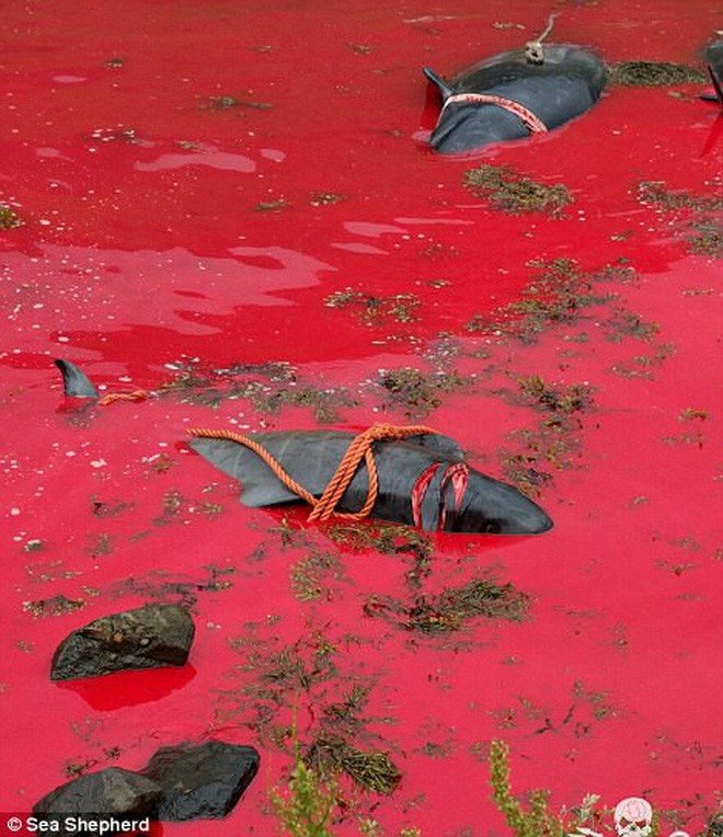 Cả vùng nước chuyển đỏ vì màu: Thảm cảnh hàng ngàn chú cá voi hoa tiêu bị giết hại, xả thịt dã man bên bờ biển - Ảnh 13.