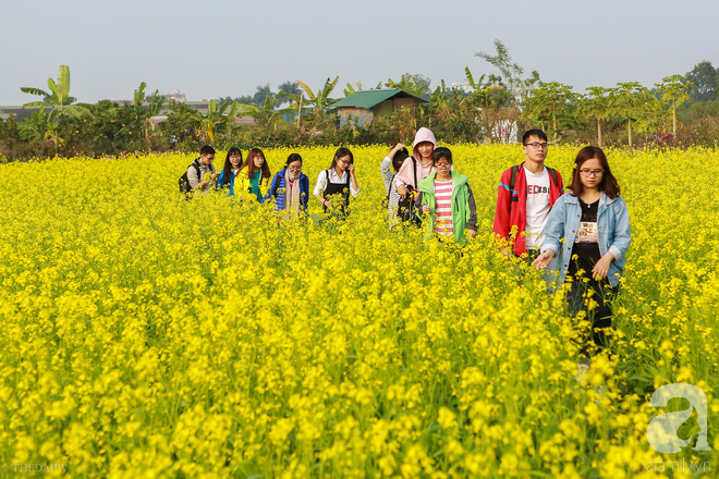  Cúc hoạ mi vừa tàn, Hà Nội đã kịp vào vụ hoa cải vàng đẹp mê mẩn - Ảnh 13.