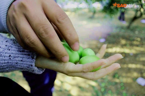 Giới trẻ mê mẩn vườn táo ‘sống ảo’: Vặt táo xanh ăn thoải mái, check-in ảnh đẹp giá chỉ 10K - Ảnh 13.