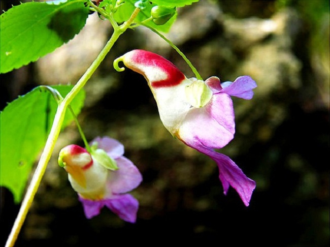 Những loài hoa hình dáng lạ kỳ mang vẻ đẹp khiến nhiều người sững sờ - Ảnh 14.