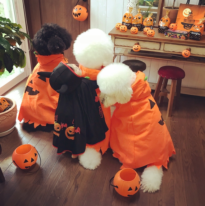 Loạt ảnh hóa trang Halloween hoành tráng nhất mạng xã hội của bé gái Nhật và những người bạn thú cưng - Ảnh 14.