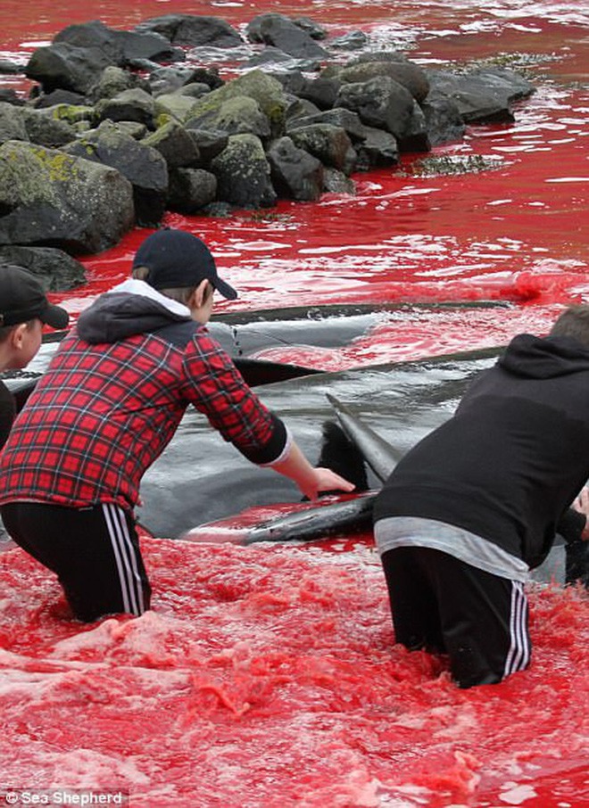 Cả vùng nước chuyển đỏ vì màu: Thảm cảnh hàng ngàn chú cá voi hoa tiêu bị giết hại, xả thịt dã man bên bờ biển - Ảnh 14.
