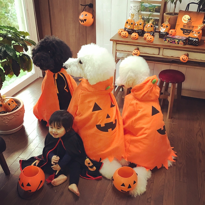 Loạt ảnh hóa trang Halloween hoành tráng nhất mạng xã hội của bé gái Nhật và những người bạn thú cưng - Ảnh 15.