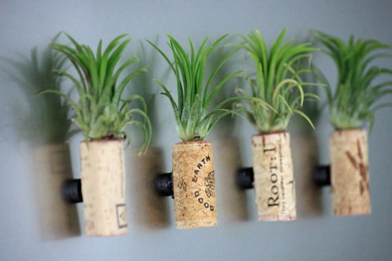 16 ý tưởng trồng cây tiết kiệm diện tích trong nhà nhỏ - Ảnh 15.