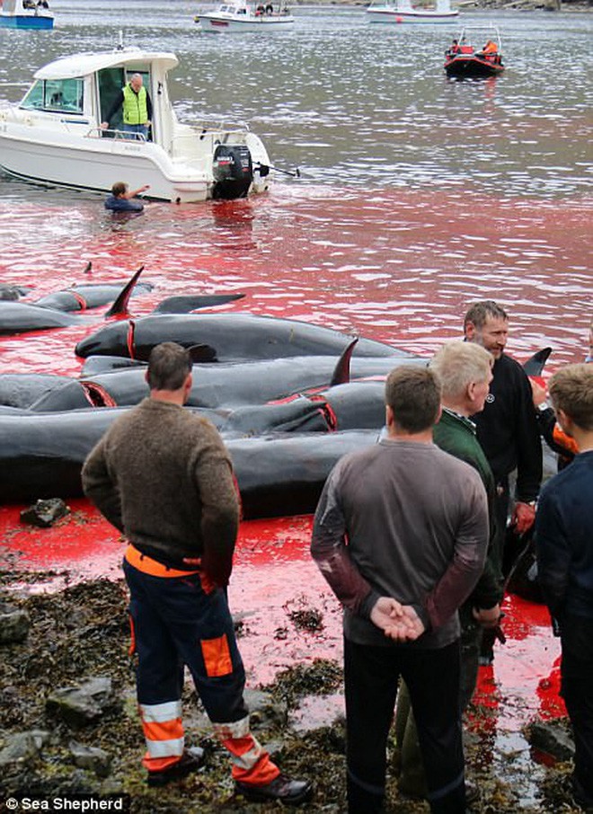Cả vùng nước chuyển đỏ vì màu: Thảm cảnh hàng ngàn chú cá voi hoa tiêu bị giết hại, xả thịt dã man bên bờ biển - Ảnh 15.