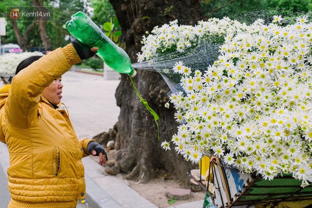  Đằng sau những gánh cúc họa mi trên phố Hà Nội là nỗi niềm của người nông dân Nhật Tân: Không còn sức nữa, phải bỏ hoa về nhà!  - Ảnh 15.