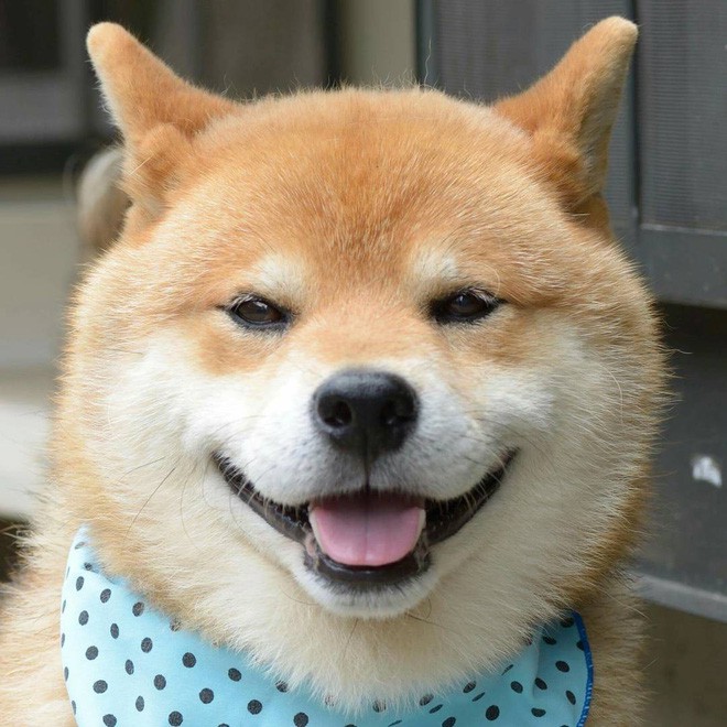 Chú chó Shiba Inu đẹp trai, vui tính được mệnh danh thánh biểu cảm của Nhật Bản - Ảnh 15.