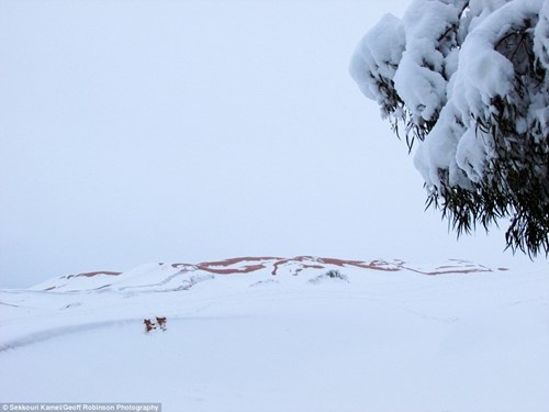Không thể tin nổi: Tuyết rơi trên sa mạc lớn nhất thế giới sau 38 năm - Ảnh 8.
