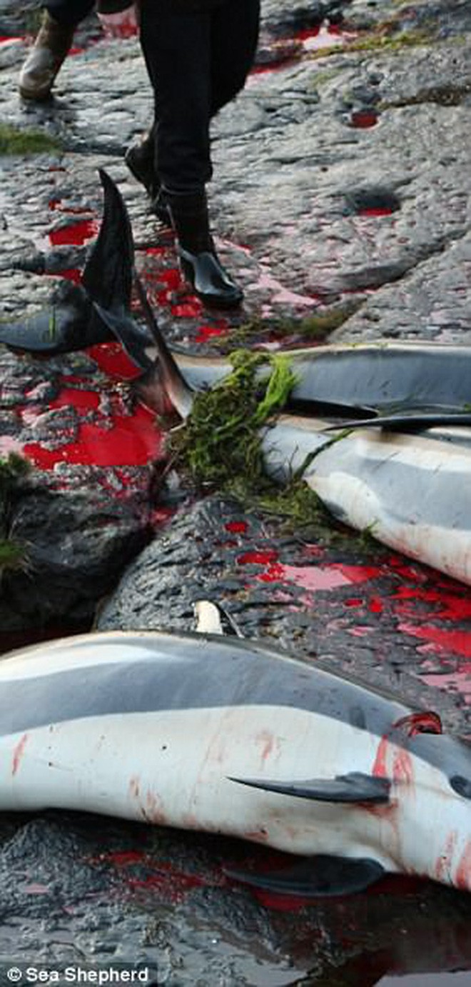 Cả vùng nước chuyển đỏ vì màu: Thảm cảnh hàng ngàn chú cá voi hoa tiêu bị giết hại, xả thịt dã man bên bờ biển - Ảnh 16.