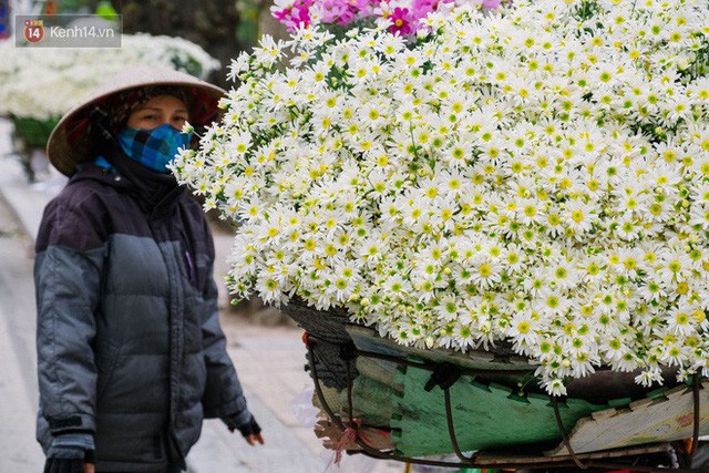 Đằng sau những gánh cúc họa mi trên phố Hà Nội là nỗi niềm của người nông dân Nhật Tân: Không còn sức nữa, phải bỏ hoa về nhà!  - Ảnh 16.