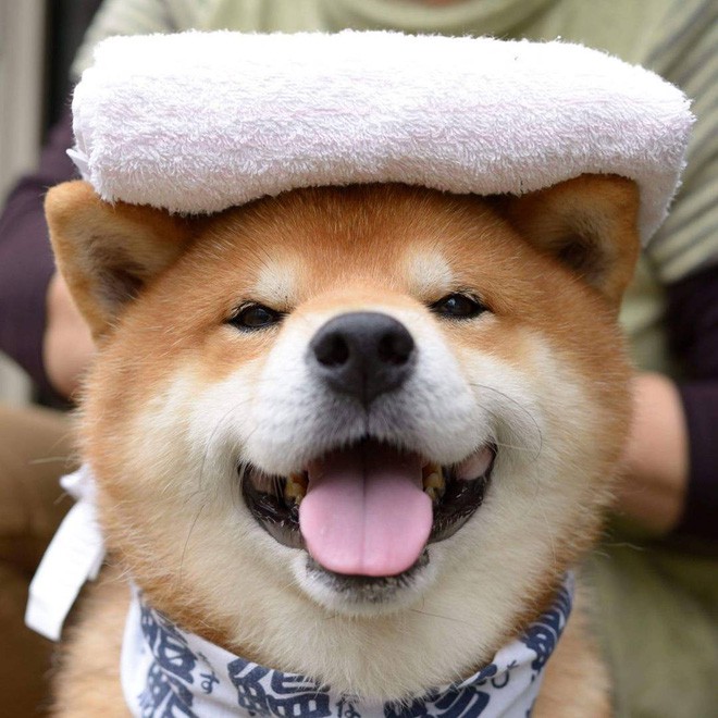 Chú chó Shiba Inu đẹp trai, vui tính được mệnh danh thánh biểu cảm của Nhật Bản - Ảnh 16.