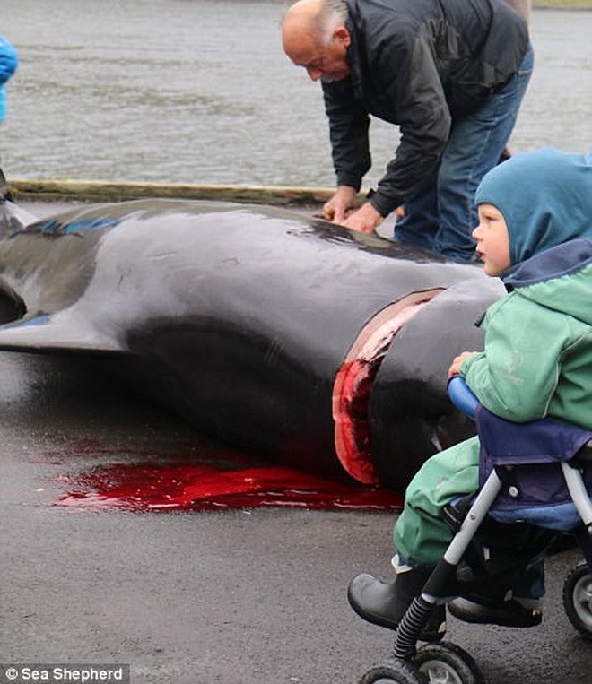 Cả vùng nước chuyển đỏ vì màu: Thảm cảnh hàng ngàn chú cá voi hoa tiêu bị giết hại, xả thịt dã man bên bờ biển - Ảnh 17.