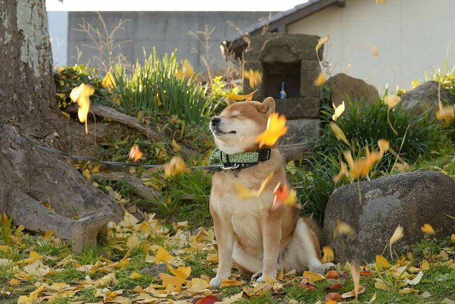 Chú chó Shiba Inu đẹp trai, vui tính được mệnh danh thánh biểu cảm của Nhật Bản - Ảnh 17.