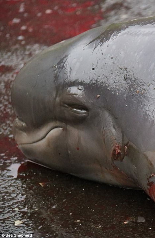 Cả vùng nước chuyển đỏ vì màu: Thảm cảnh hàng ngàn chú cá voi hoa tiêu bị giết hại, xả thịt dã man bên bờ biển - Ảnh 18.