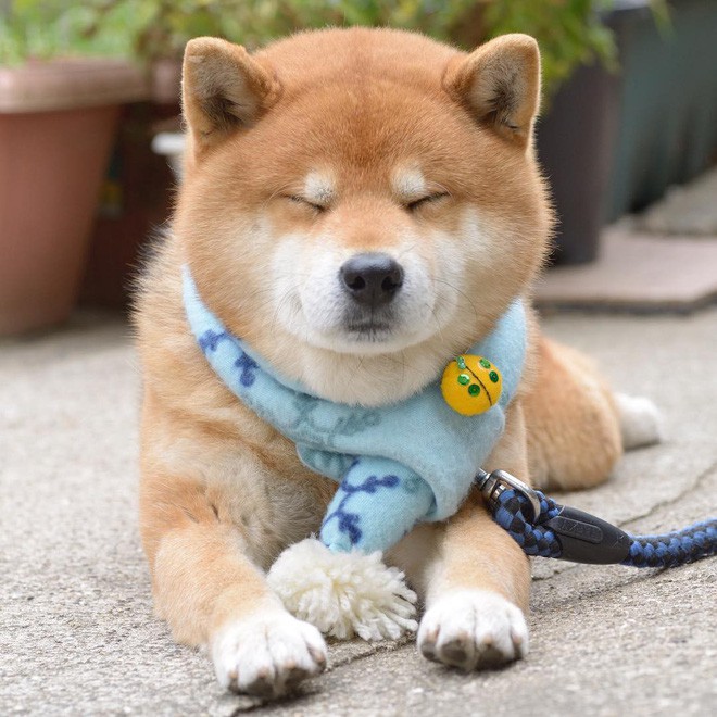 Chú chó Shiba Inu đẹp trai, vui tính được mệnh danh thánh biểu cảm của Nhật Bản - Ảnh 18.