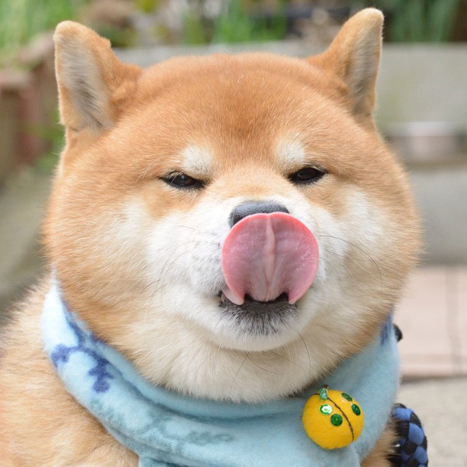 Chó Shiba Inu với thánh biểu cảm sẽ khiến bạn bị hấp dẫn ngay lập tức. Chúng không chỉ là loài chó đáng yêu mà còn có sức mạnh để làm bạn cười cùng những biểu cảm độc đáo của chúng. Hãy đón xem những bức ảnh tuyệt đẹp này!