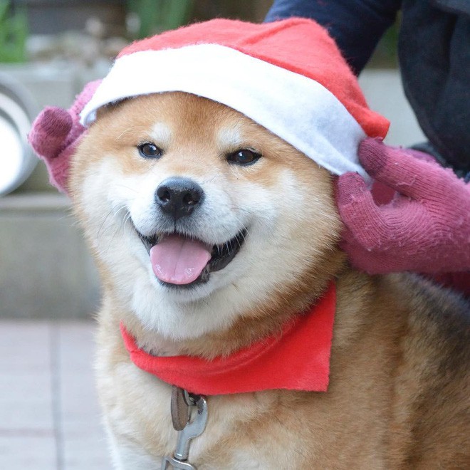 Chú chó Shiba Inu đẹp trai, vui tính được mệnh danh thánh biểu cảm của Nhật Bản - Ảnh 20.
