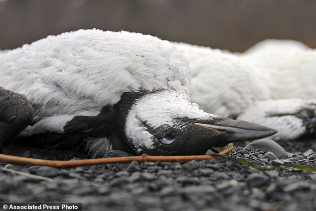 Nguyên nhân này đã khiến hàng chục ngàn chú chim chết bất thường dọc bãi biển Alaska - Ảnh 2.