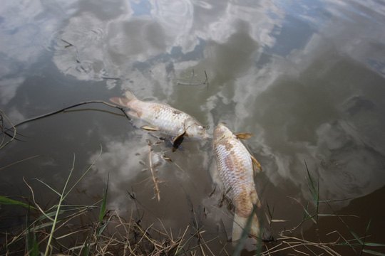 Cá chết bất thường trên sông Bàn Thạch - Ảnh 3.