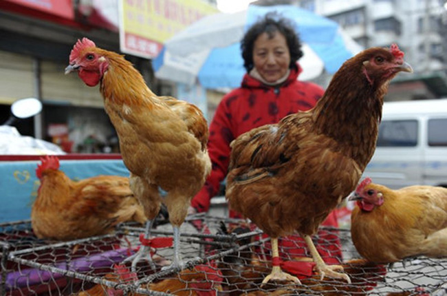 Chủng virus cúm gia cầm H7N9 đang có sự biến đổi nguy hiểm hơn, người hay ăn thịt gà cần lưu ý những gì? - Ảnh 3.