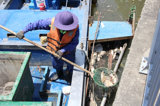 Cá chết trên kênh Nhiêu Lộc sau cơn mưa bất thường - Ảnh 3.