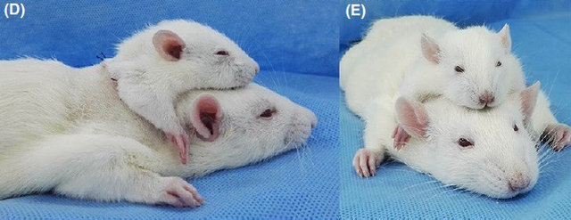 Các nhà khoa học vừa ghép thành công đầu một con chuột nhỏ lên một con chuột lớn hơn, tạo ra chuột 2 đầu - Ảnh 2.