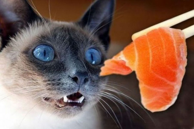 Giải mã bí ẩn: Có thực là mèo thích ăn cá? - Ảnh 3.