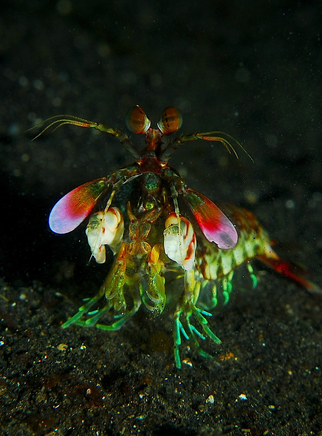 Dài 10cm và sống dưới đại dương, sinh vật này có thể thay đổi cả thế giới - Ảnh 2.