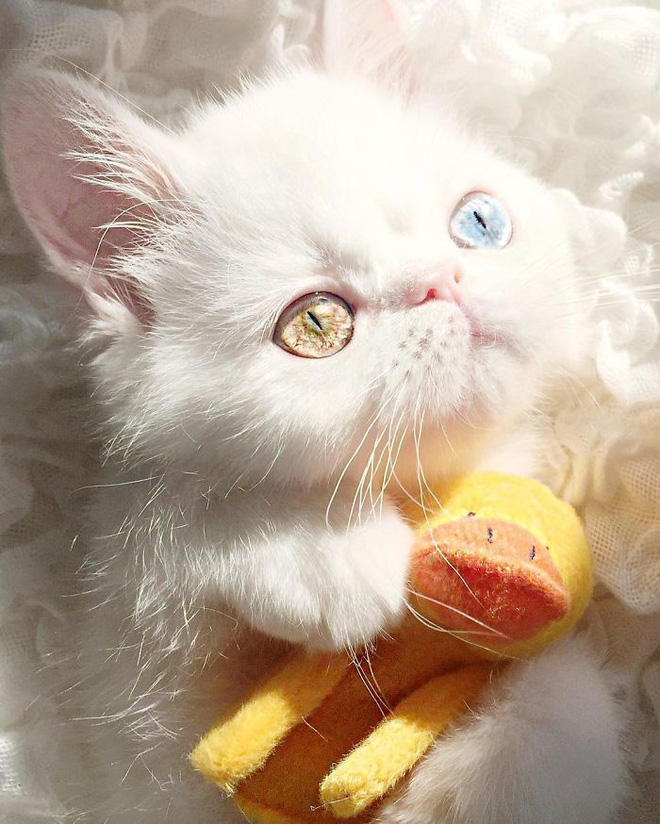 Mắc bệnh hiếm gặp, nàng mèo sở hữu 2 màu mắt tuyệt đẹp - Ảnh 3.