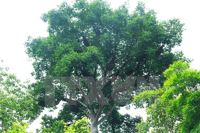 Kỳ lạ cây tổ ong khổng lồ của người dân tộc Thái ở Điện Biên - Ảnh 3.