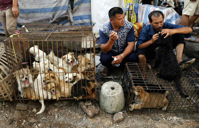 Dù có tin bị cấm, hàng nghìn chú chó vẫn bị giết thịt công khai trước lễ hội thịt chó Trung Quốc - Ảnh 3.
