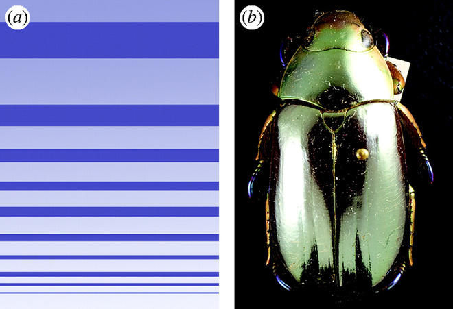 Nhìn bọ hung mà tưởng cục vàng, và các nhà khoa học đã khám phá ra bí mật đằng sau màu sắc ảo diệu của chúng - Ảnh 2.
