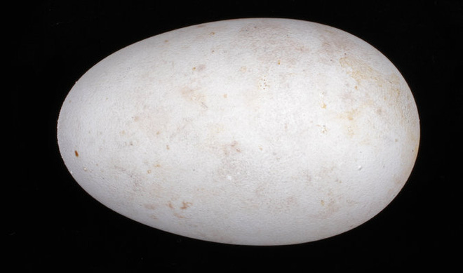 Vì sao trứng chim lại có nhiều hình dáng khác nhau? Bí mật nằm ở đôi cánh - Ảnh 2.