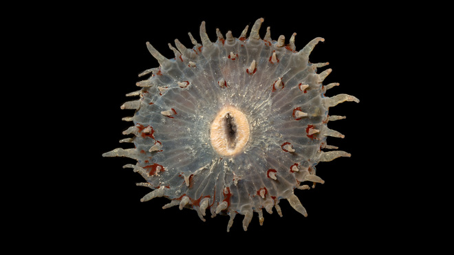Cùng ngắm nhìn những bức ảnh đẹp nghẹt thở về các loài sinh vật kì dị dưới đáy biển sâu - Ảnh 3.