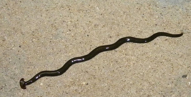 Video về con rắn đầu búa đạt hơn 100 nghìn shares trên Facebook, thực sự nó là con gì vậy? - Ảnh 1.