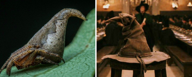 Các nhà khoa học phát hiện loài nhện mới, đặt tên theo nhện Aragog trong Harry Potter - Ảnh 2.
