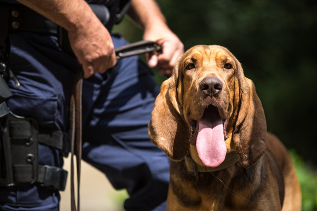 Bạn sẽ kinh ngạc khi biết đến quy trình chặt chẽ để huấn luyện một chú chó cảnh sát - Ảnh 3.