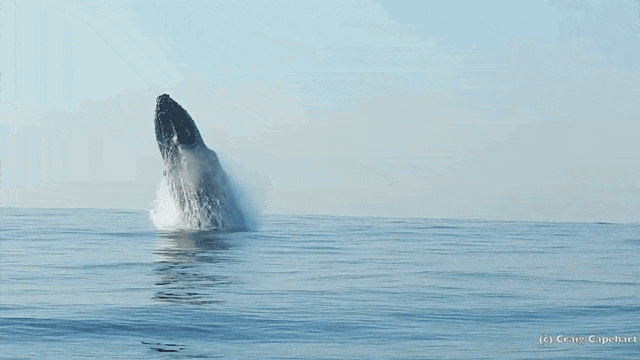 Cảnh tượng chưa từng thấy: Con cá voi lưng gù nặng 40 tấn phi thân khỏi mặt nước - Ảnh 2.